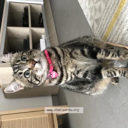 Hermione Chat Perdu A Beauvoisin Chat Perdu France