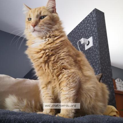 Garfield Chat Perdu A Nantes Chat Perdu France