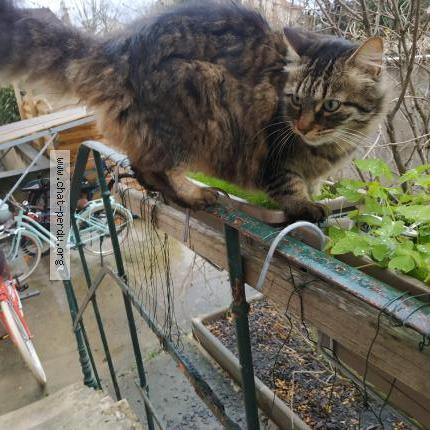 Chat Trouve A Paris Chat Perdu France