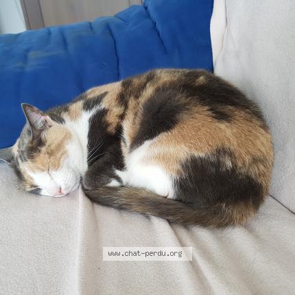 Pica Chat Perdu A La Poterie Cap D Antifer Chat Perdu France