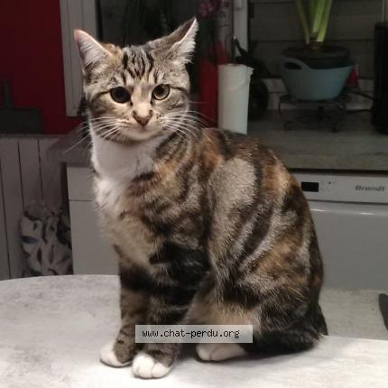 Chaussette Chat Perdu Et Retrouve A Thue Et Mue Bretteville L Orgue Chat Perdu France Chaussette Chat Perdu Et Retrouve A Thue Et Mue Bretteville L Orgue Chat Perdu France