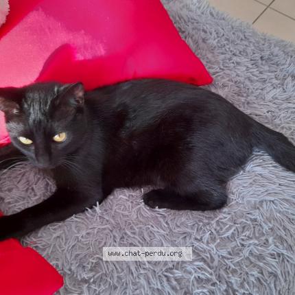 Bebew Chat Perdu A Morieres Les Avignon Chat Perdu France