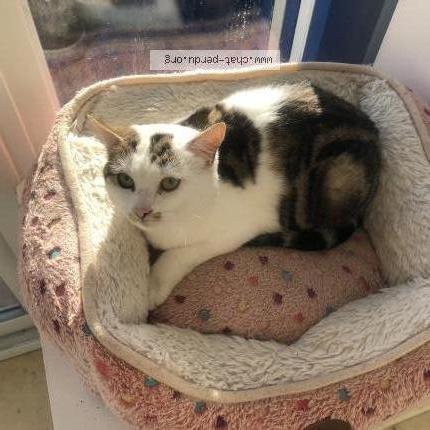 Photo 1/1 Ruby Chat perdu à Poissy