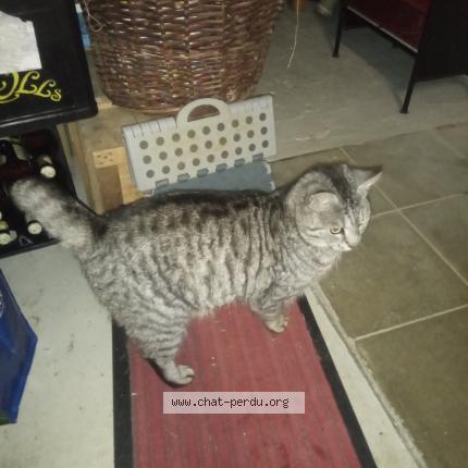 Chat Trouve A Thonne La Long Chat Perdu France