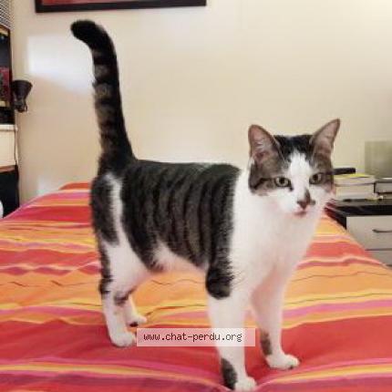 5287 Lovely Chat Perdu A Paris Chat Perdu France