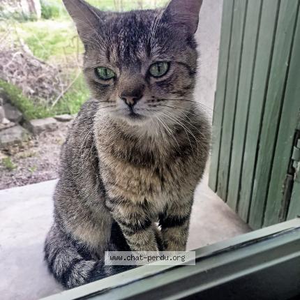 Photo 1/1 Poupie Chat perdu à Azillanet