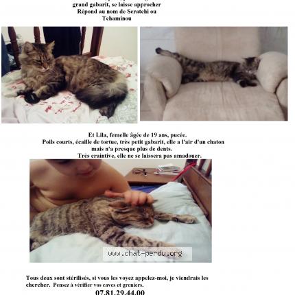 5028 Scratchi Chat Perdu A Rombas Chat Perdu France