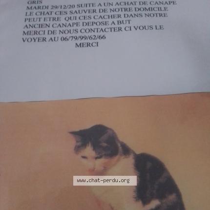 5249 Carine Musmaque Chat Perdu A Ronchin Chat Perdu France