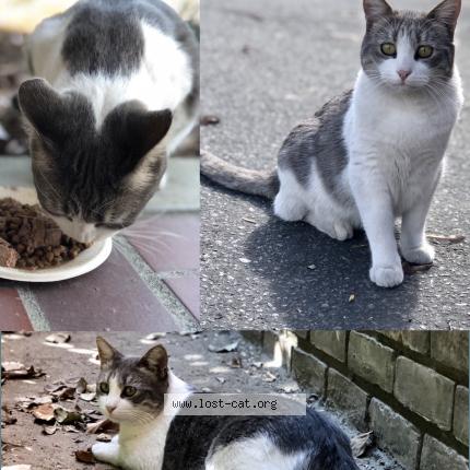 Photo 1/1 Nana or Baby Chat perdu à Alhambra