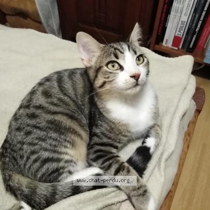 Photo 1/1 PATAPOUF Chat perdu à Les clayes sous bois