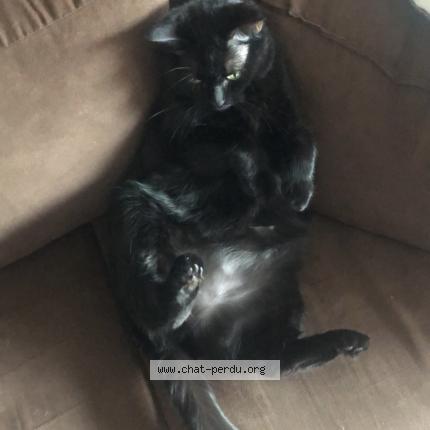 Maeve Chat Perdu Et Retrouve A Muret Chat Perdu France Maeve Chat Perdu Et Retrouve A Muret Chat Perdu France