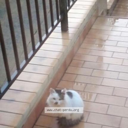 Chat Trouve A Saint Martin Le Noeud Chat Perdu France Chat Trouve A Saint Martin Le Noeud Chat Perdu France