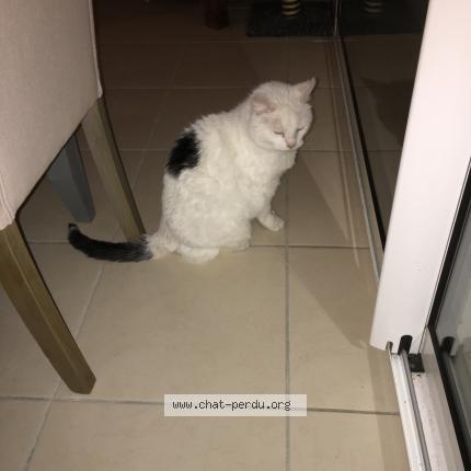 5851 Flocon Chat Perdu A Cournon D Auvergne Chat Perdu France 5851 Flocon Chat Perdu A Cournon D Auvergne Chat Perdu France