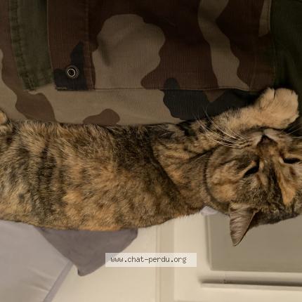 Chat Trouve A Luz Saint Sauveur Chat Perdu France Chat Trouve A Luz Saint Sauveur Chat Perdu France