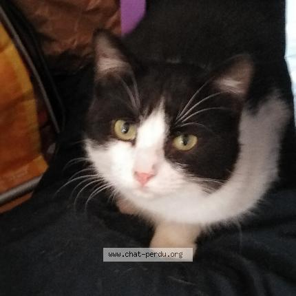 Race Chat Noir Et Blanc Felix