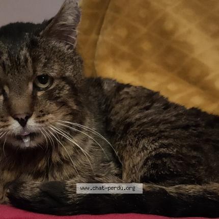 Chat Trouve A Rennes Chat Perdu France