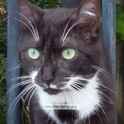 Photo 1/1 Mercure Chat perdu à Saint vinnemer