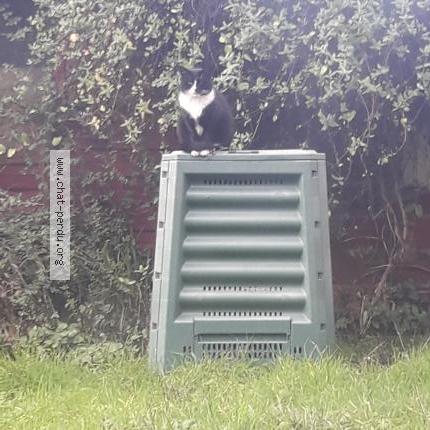 Photo 1/1 Chat retrouvé Perdu à Sevran