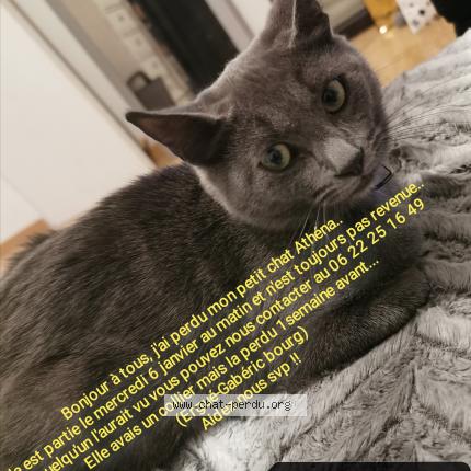 Athena Chat Perdu A Ergue Gaberic Chat Perdu France
