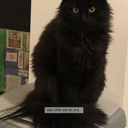 Photo 1/1 Noiraude Chat perdu à Ancenis
