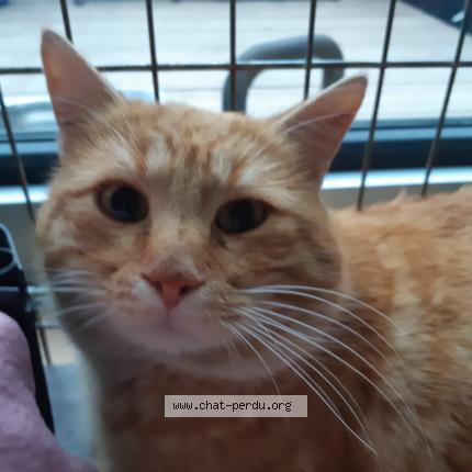 5423 Pompon Chat Perdu A Regusse France Chat Perdu France