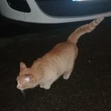 Chat Perdu Ou Trouve Dunkerque Nord 59 France