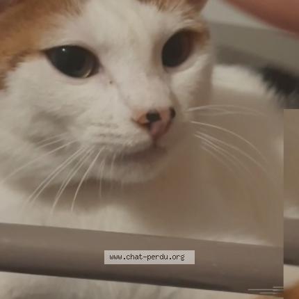 5811 Princesse Chat Perdu A Le Havre Chat Perdu France