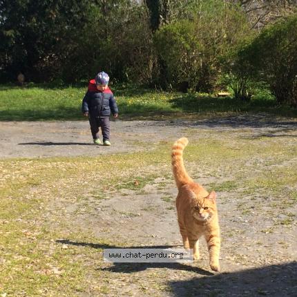5015 Chat Male Roux Nom Moustache Chat Perdu A Agonges Chat Perdu France 5015 Chat Male Roux Nom Moustache Chat Perdu A Agonges Chat Perdu France