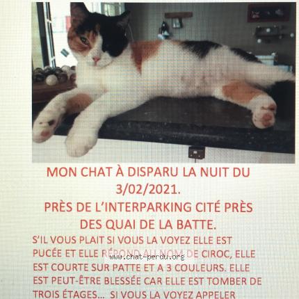 5122 Ciroc Chat Perdu A Liege Chat Perdu Belgique 5122 Ciroc Chat Perdu A Liege Chat Perdu Belgique