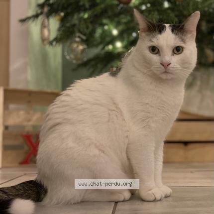 5625 Myho Surnom Bebe Chat Perdu A Henin Beaumont Chat Perdu France 5625 Myho Surnom Bebe Chat Perdu A Henin Beaumont Chat Perdu France