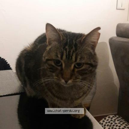 Photo 1/1 Petit frère Chat perdu à Le rove