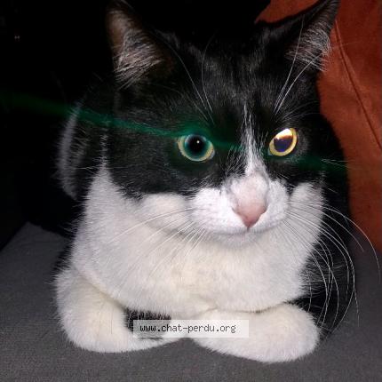 Photo 1/1 Zygomar Chat perdu à Nimes