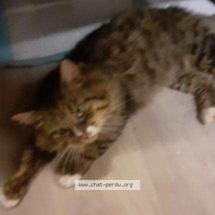 Pompon Chat Perdu A Dammartin En Goele Chat Perdu France