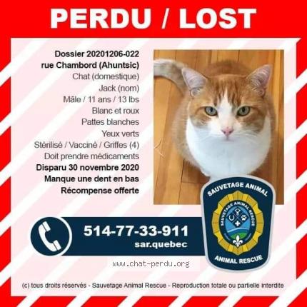 Jack Chat Perdu A Ahuntsic Chat Perdu Canada Jack Chat Perdu A Ahuntsic Chat Perdu Canada