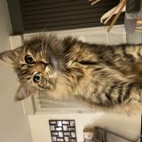 Chat Perdu Toulouse Chat Perdu Toulouse