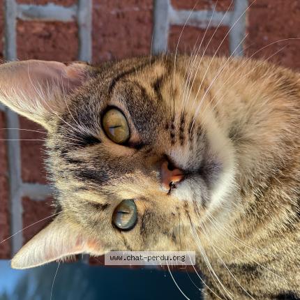 5903 Bebe Chat Chat Perdu A Leuze En Hainaut Chat Perdu Belgique 5903 Bebe Chat Chat Perdu A Leuze En Hainaut Chat Perdu Belgique