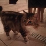 Chat Trouve Charente Maritime 17 France Chat Trouve Charente Maritime 17 France