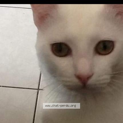 Olive Chat Perdu A Brax Chat Perdu France Olive Chat Perdu A Brax Chat Perdu France