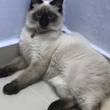 Chat Perdu Algerie Chat Perdu Algerie