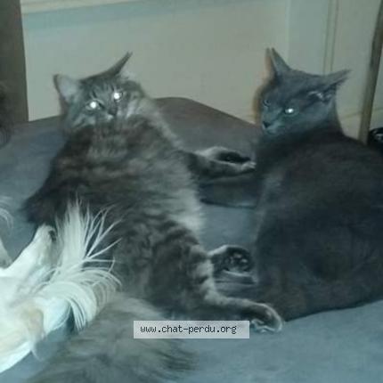 Gribouille Gismo Chat Perdu A Gerzat Chat Perdu France