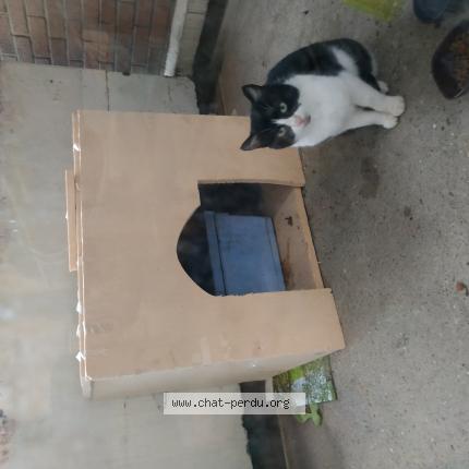 Chat Trouve A Villeneuve D Ascq Chat Perdu France Chat Trouve A Villeneuve D Ascq Chat Perdu France
