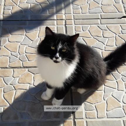 Photo 1/1 Félix Chat perdu à Verberie