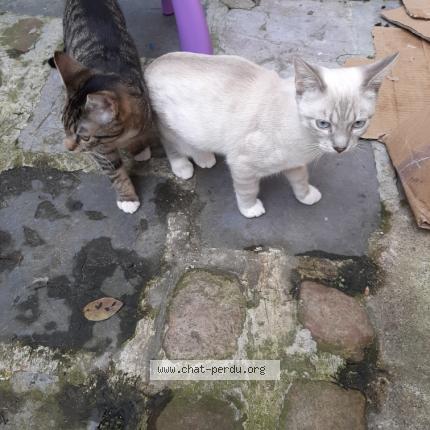 Chat Trouve A Saint Omer Chat Perdu France Chat Trouve A Saint Omer Chat Perdu France