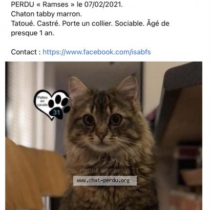 Ramses Chat Perdu A Lavalette Chat Perdu France