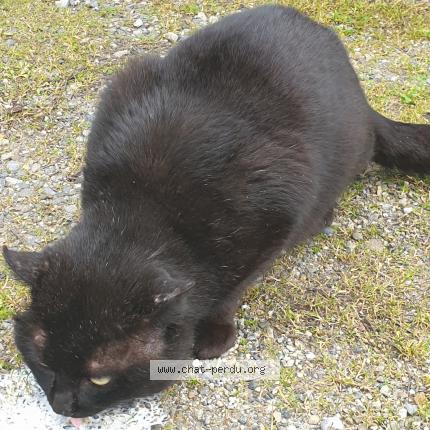 Chat Trouve A Toulouse Chat Perdu France Chat Trouve A Toulouse Chat Perdu France