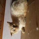 Chat Roux A Donner Bruxelles
