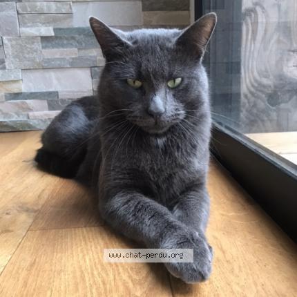 Petit Gris Chat Perdu A Longpont Sur Orge Chat Perdu France