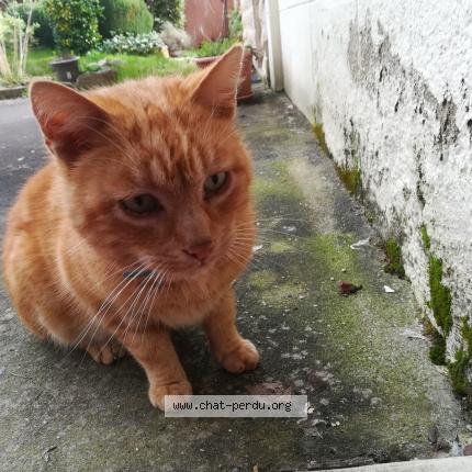 Chat Trouve A Saint Meen Le Grand Chat Perdu France Chat Trouve A Saint Meen Le Grand Chat Perdu France
