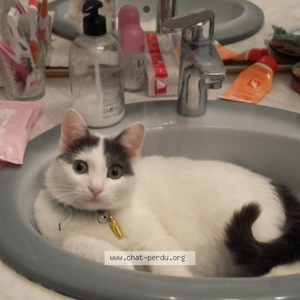 Photo 1/3 MINOUCHETTE Chat perdu à Marseille