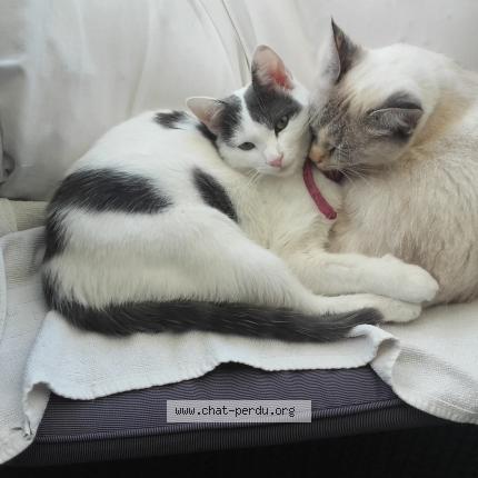 Photo 2/3 MINOUCHETTE Chat perdu à Marseille